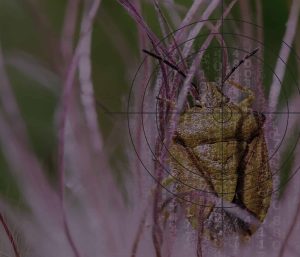 Pétition pour un moratoire sur les pesticides génétiques en Europe