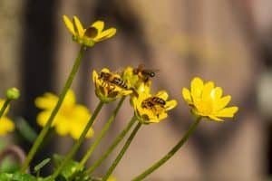 Bees on the yellow spring flowers of the bathing suit(Ranunculaceae). Three bees sit on yellow flowers and collect honey. Summer and spring backgrounds or a postcard. The awakening of nature in spring