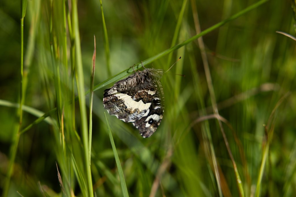Pollinis - Parc national de forêts