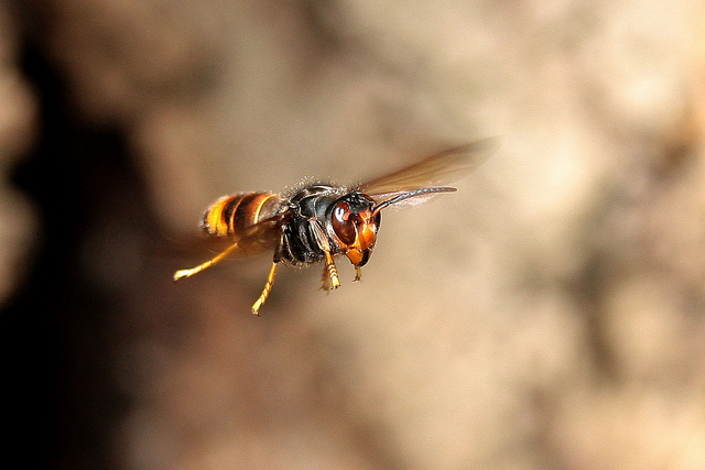 Frelon asiatique en vol, © Alain C.